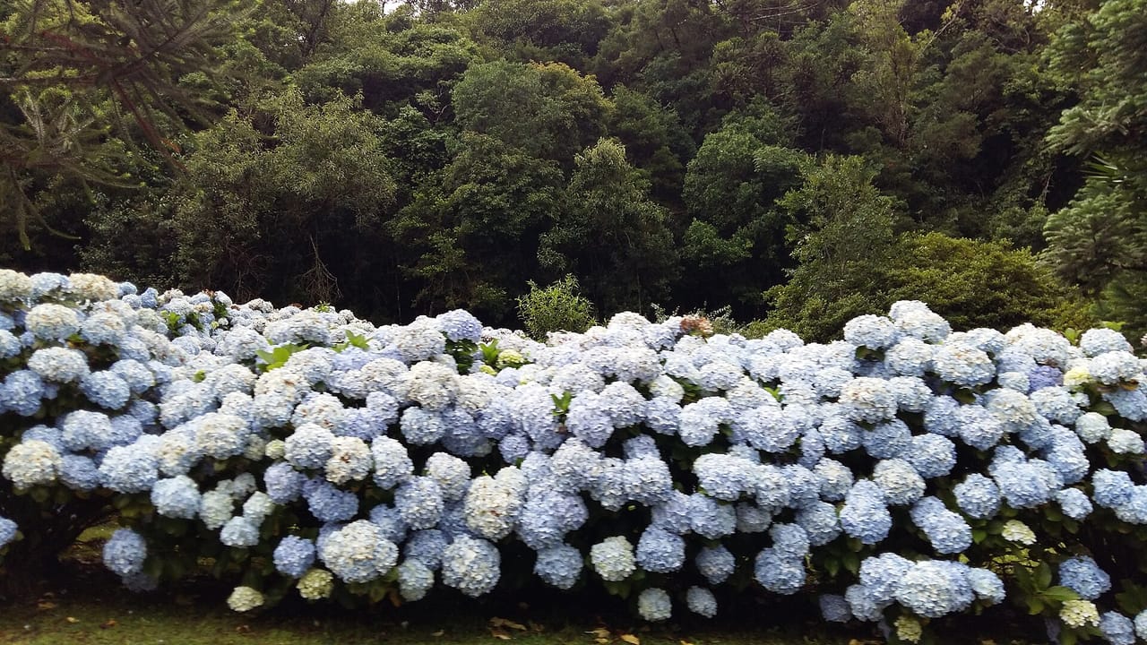 Hortênsias em Gramado, Rio Grande do Sul